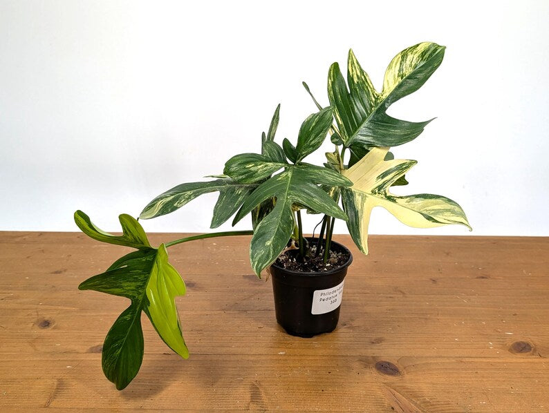 Philodendron Pedatum Variegated - Exact Plant 