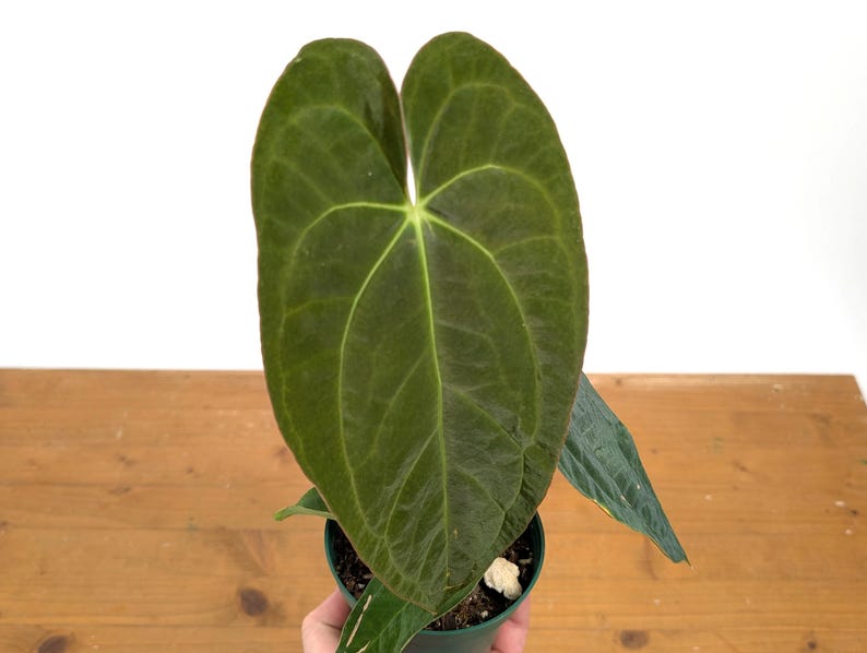 Anthurium (Crystallinum x Magnificum) x Papillilaminum