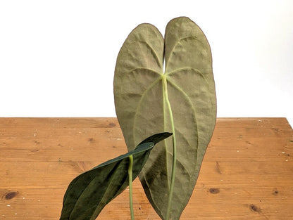 Anthurium (Crystallinum x Magnificum) x Papillilaminum