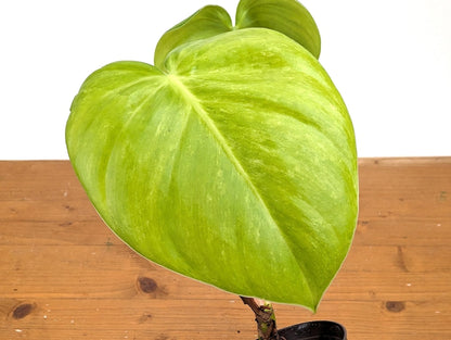 RARE Philodendron Rugrosum x Rubrijuvenile (El Choco) 