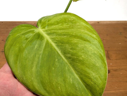 RARE Philodendron Rugrosum x Rubrijuvenile (El Choco) 