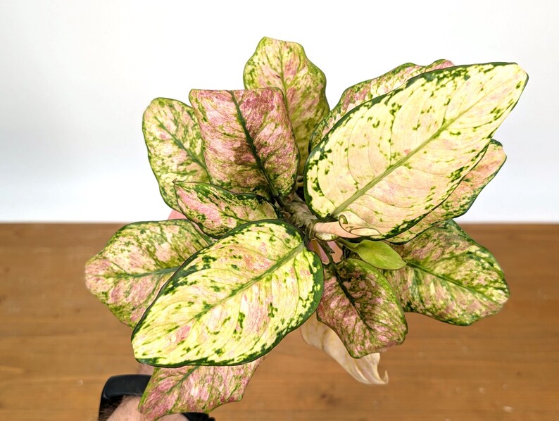 Aglaonema Cotton Candy