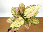 Aglaonema Cotton Candy