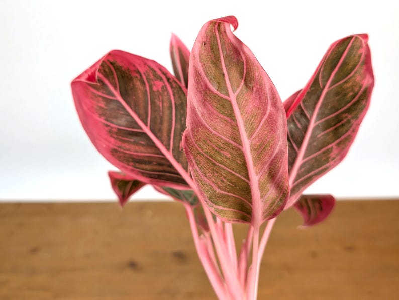 Aglaonema Khanaz Red
