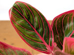 Aglaonema Khanaz Red