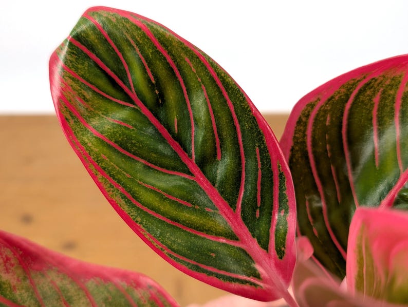 Aglaonema Khanaz Red