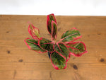 Aglaonema Khanaz Red
