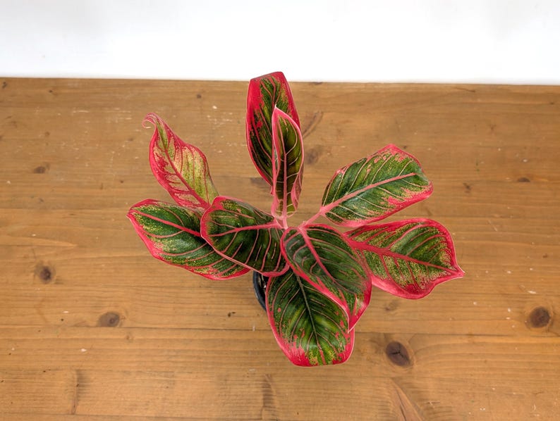 Aglaonema Khanaz Red