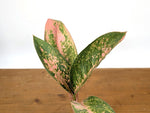 Aglaonema Sweet Banana
