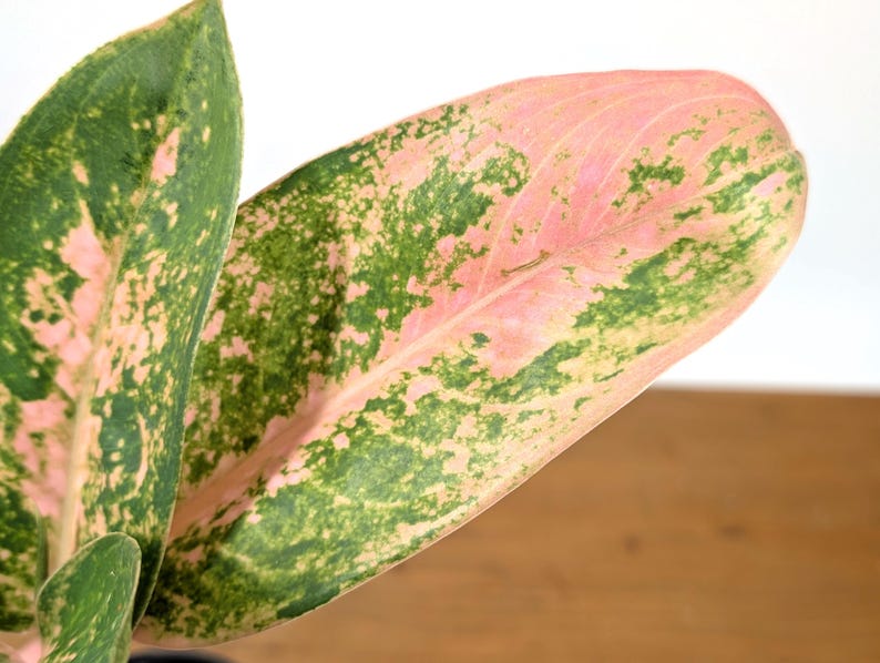 Aglaonema Sweet Banana