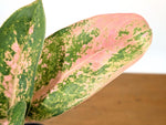 Aglaonema Sweet Banana
