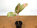 Aglaonema Sweet Banana