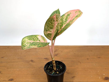 Aglaonema Sweet Banana