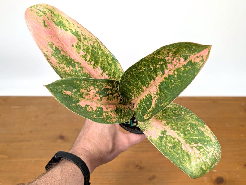 Aglaonema Sweet Banana
