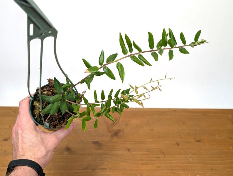 Ceratostema Doucettei