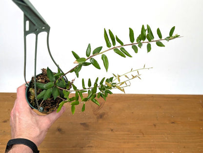 Ceratostema Doucettei