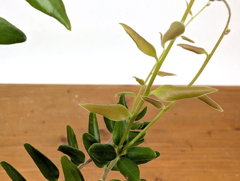 Ceratostema Doucettei