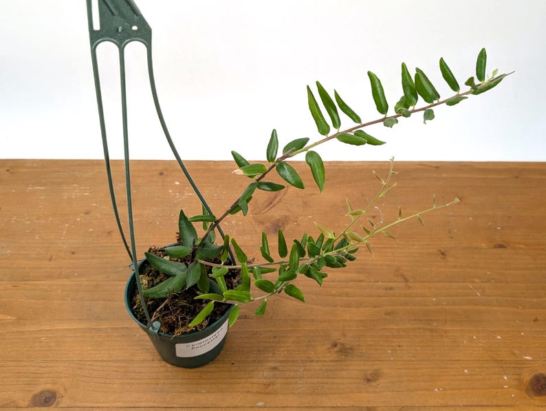 Ceratostema Doucettei