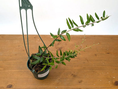 Ceratostema Doucettei