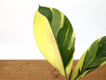Musa Nono Pink Variegated Banana Tree