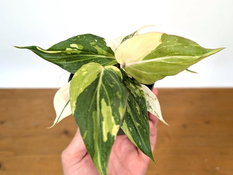 EXACT Philodendron Gloriosum Variegated Multiple Growth Points - HIGH COLOR - 4 Inch Pot - 