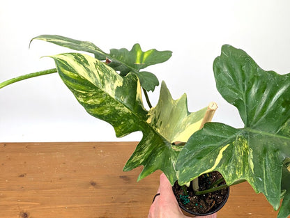 Philodendron Florida Beauty x Mayoi - Exact Plant 