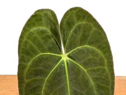 Anthurium (Crystallinum x Magnificum) x Papillilaminum