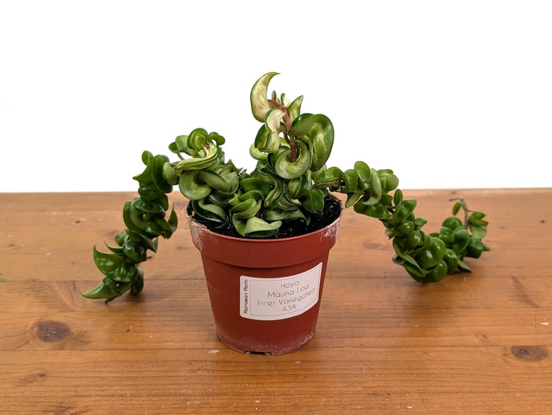 *Exact Plants* Hoya Mauna Loa Carnosa Compacta Inner Variegated