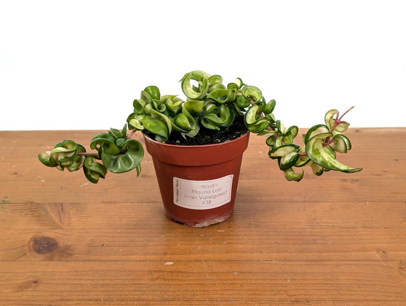 *Exact Plants* Hoya Mauna Loa Carnosa Compacta Inner Variegated