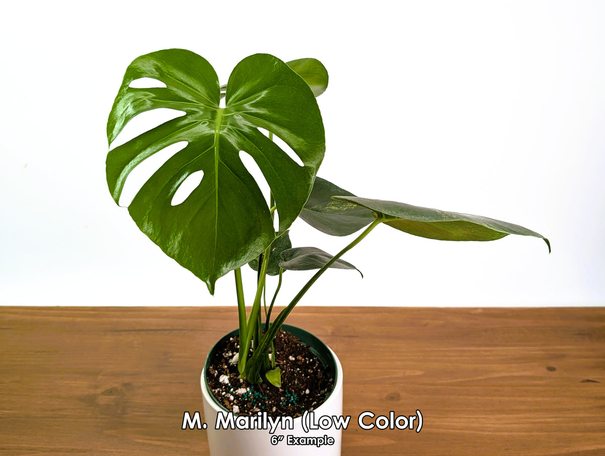 Monstera Yellow Marilyn Aurea (Low Color)