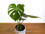Monstera Yellow Marilyn Aurea (Low Color)