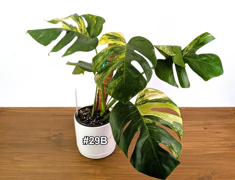 Monstera Aurea Tricolor in 6" Pot Exact Plant #29B