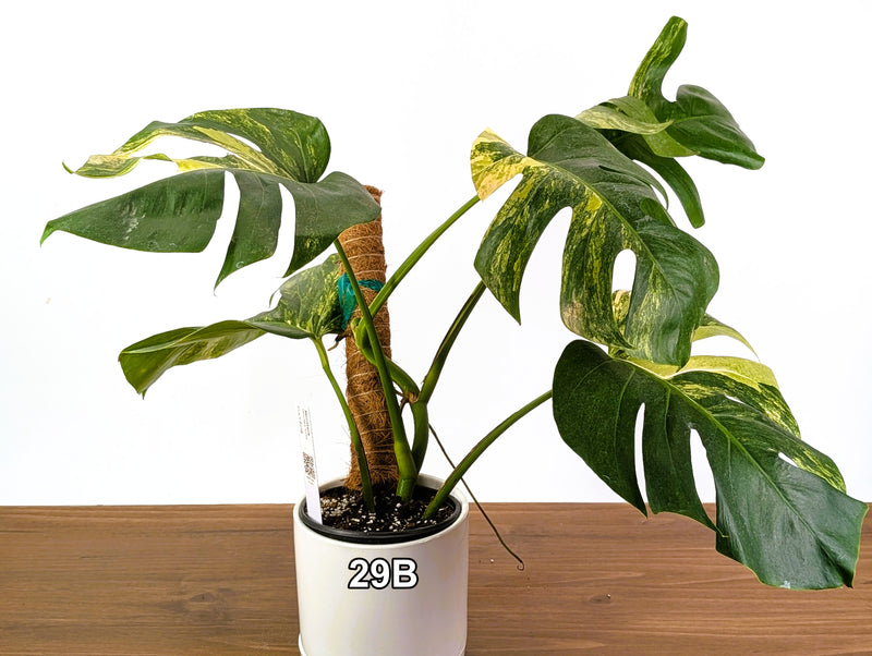 Monstera Aurea Tricolor in 6" Pot Exact Plant #29B