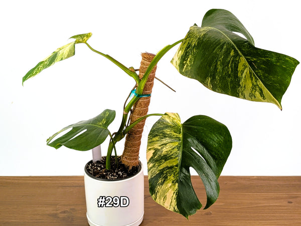 Monstera Aurea Tricolor in 6" Pot Exact Plant #29D