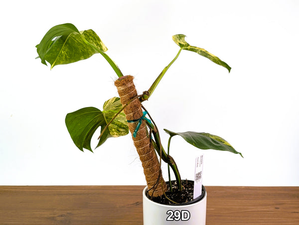 Monstera Aurea Tricolor in 6" Pot Exact Plant #29D