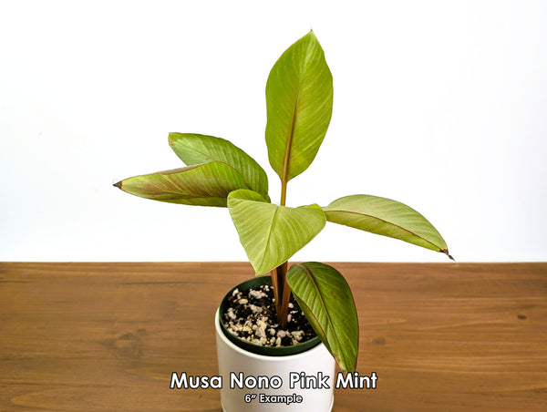 Rare Musa Nono Pink Mint Variegated Banana Plant