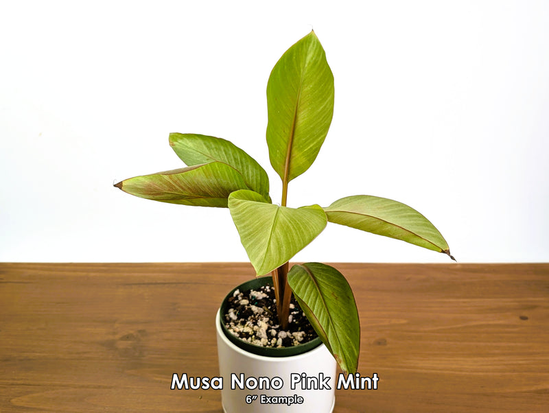 Rare Musa Nono Pink Mint Variegated Banana Plant
