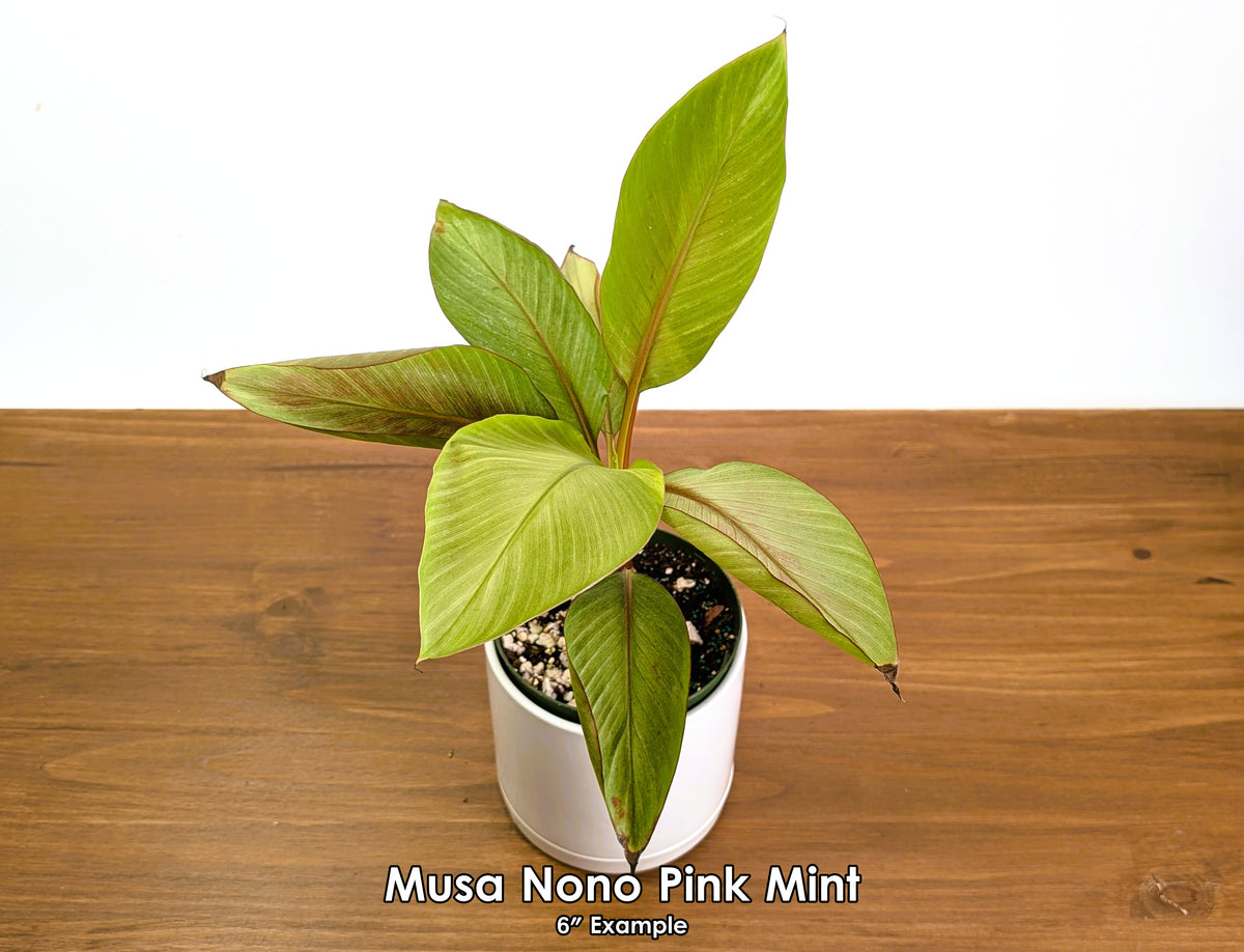 Rare Musa Nono Pink Mint Variegated Banana Plant