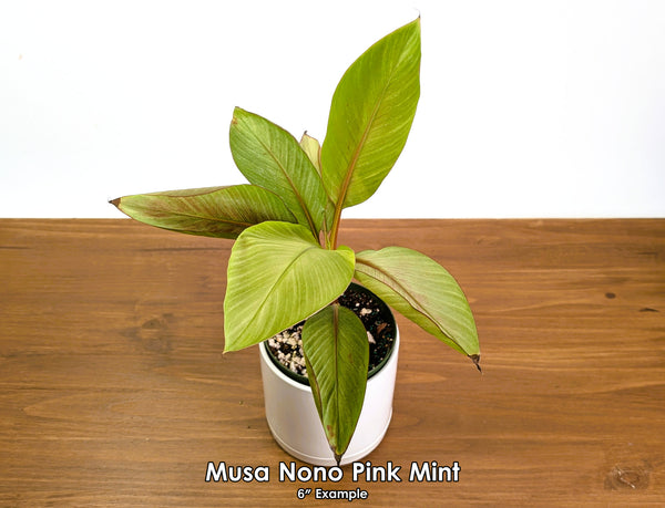 Rare Musa Nono Pink Mint Variegated Banana Plant