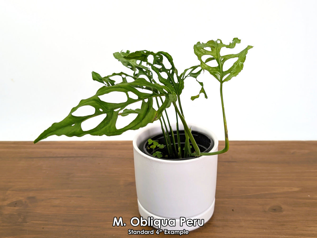 Monstera Obliqua Peru