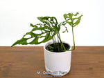 Monstera Obliqua Peru