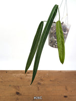 Anthurium Pallidiflorum - Narrow Dark Strap Leaves - Exact Plants