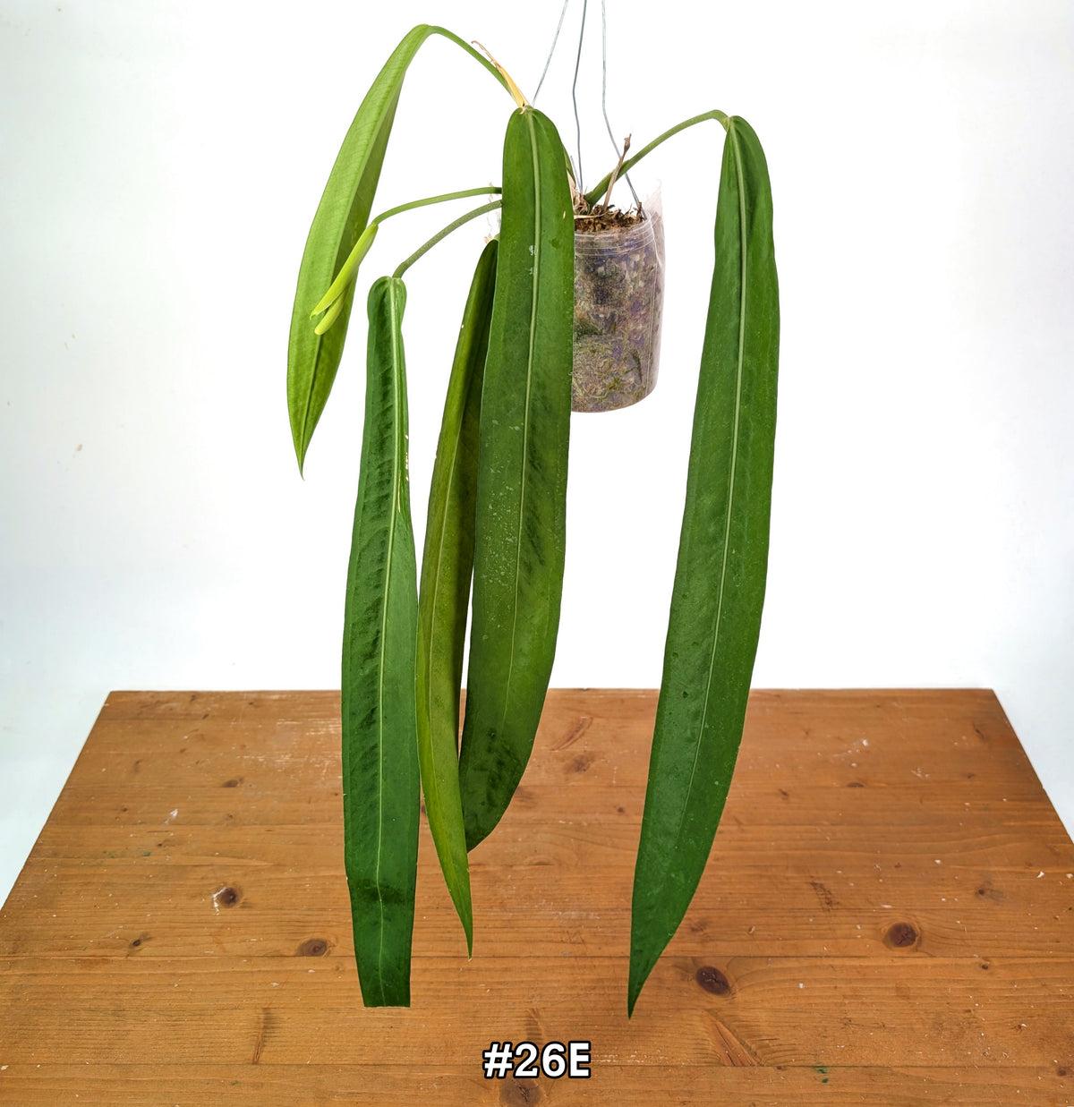 Anthurium Pallidiflorum - Narrow Dark Strap Leaves - Exact Plants