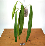 Anthurium Pallidiflorum - Narrow Dark Strap Leaves - Exact Plants