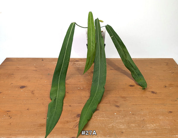Anthurium Pallidiflorum - Narrow Dark Strap Leaves - Exact Plants