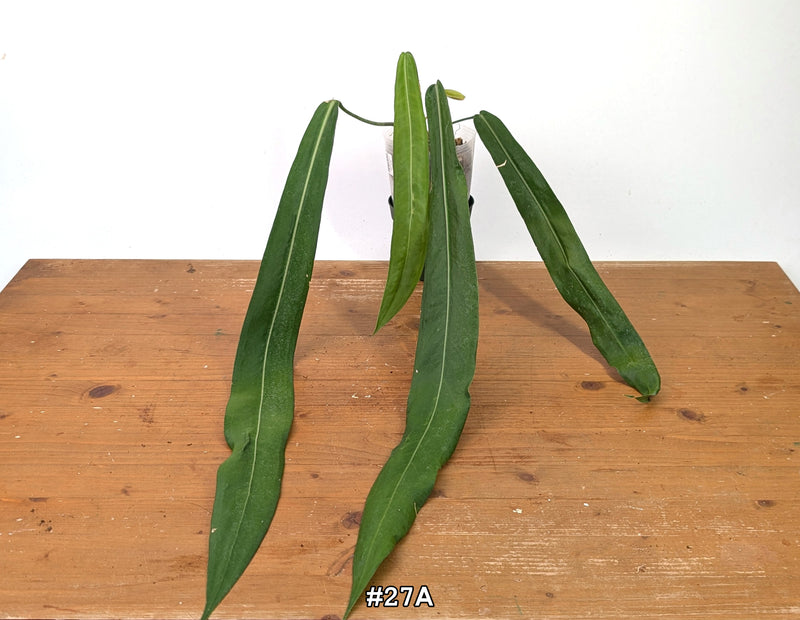 Anthurium Pallidiflorum - Narrow Dark Strap Leaves - Exact Plants