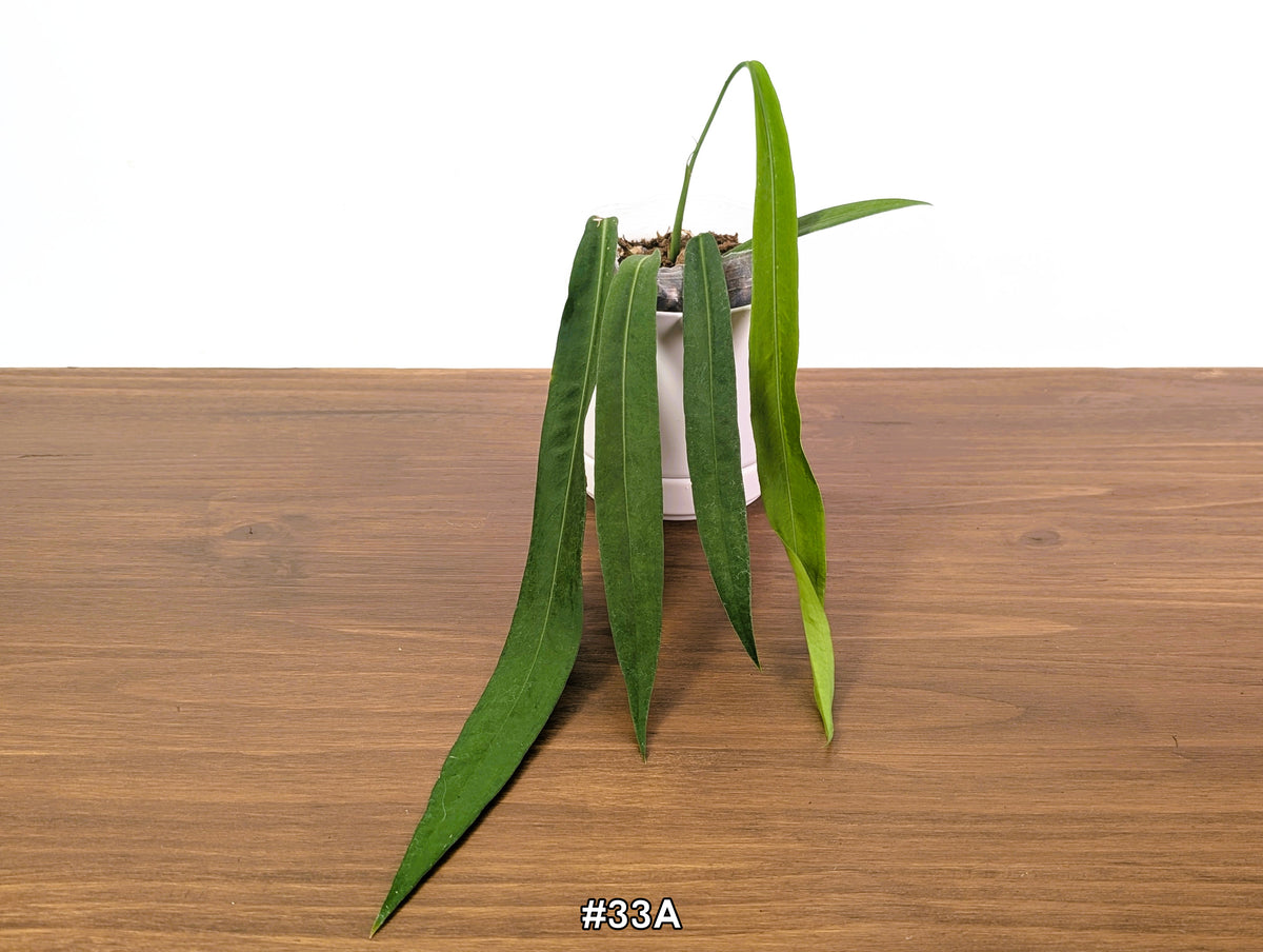Anthurium Pallidiflorum - Narrow Dark Strap Leaves - Exact Plants