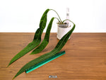Anthurium Pallidiflorum - Narrow Dark Strap Leaves - Exact Plants