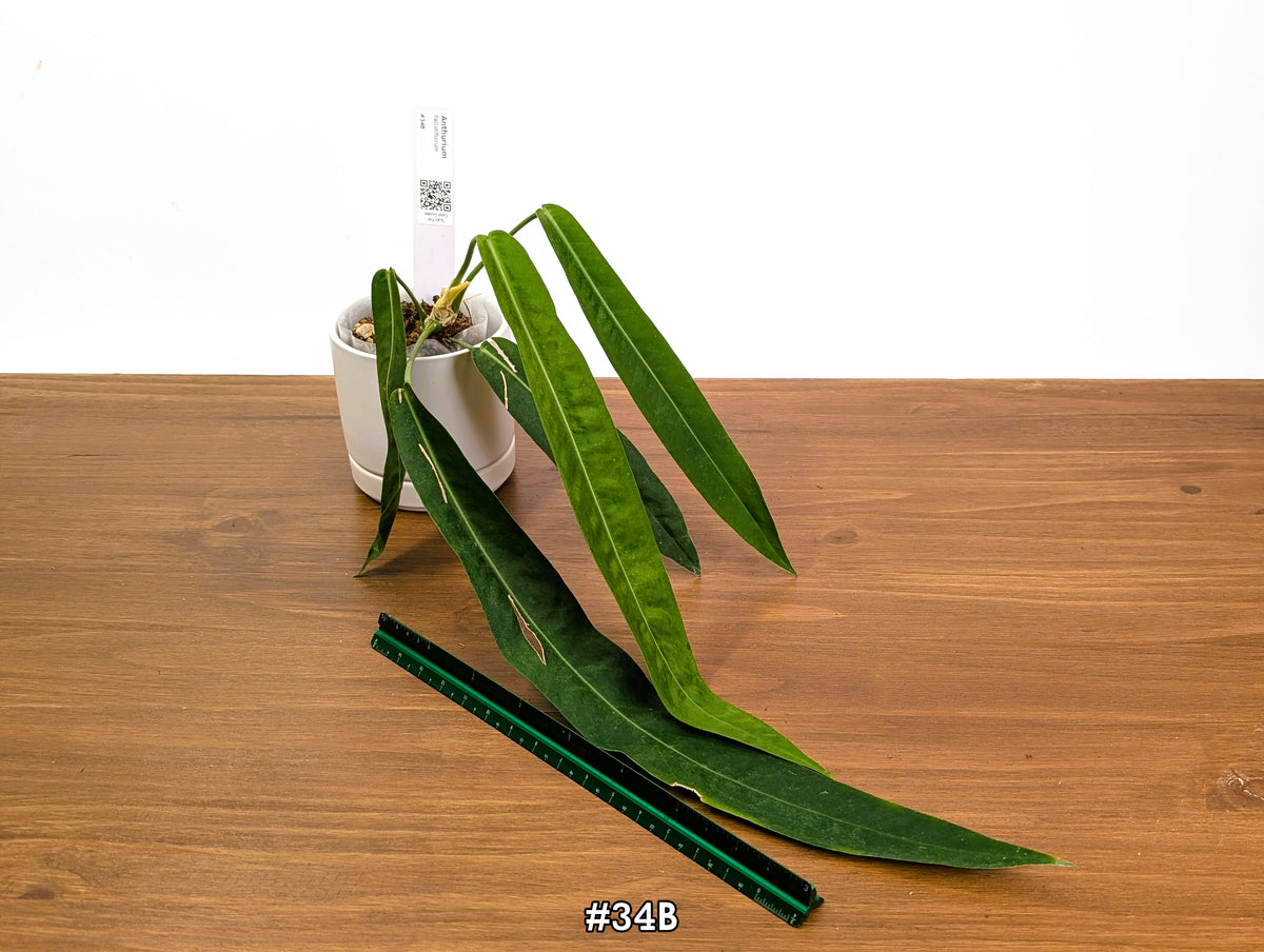 Anthurium Pallidiflorum - Narrow Dark Strap Leaves - Exact Plants