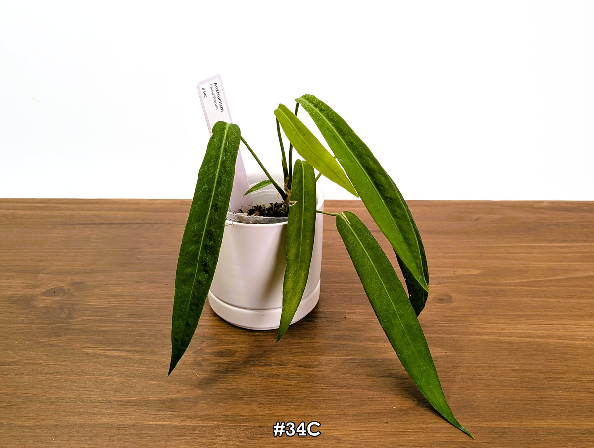 Anthurium Pallidiflorum - Narrow Dark Strap Leaves - Exact Plants